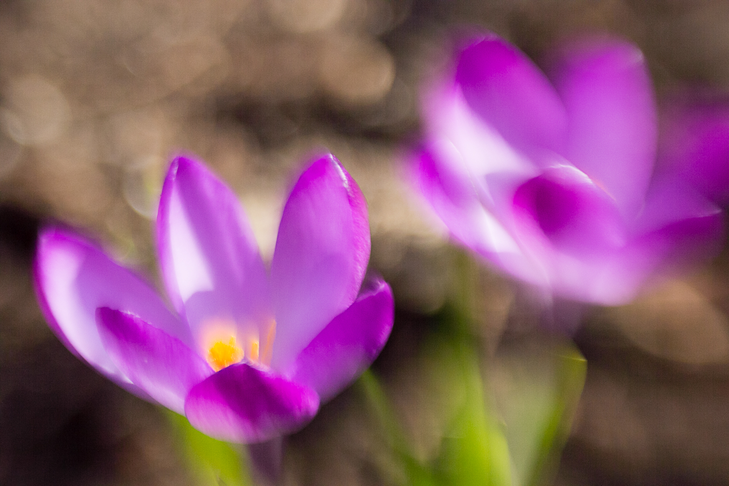 Crocussen